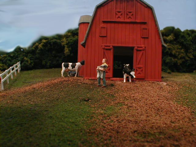 dairy farm calf